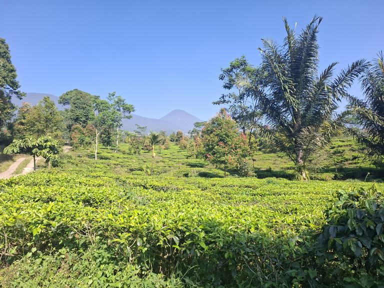 Kebun Teh Villa Green Fresh